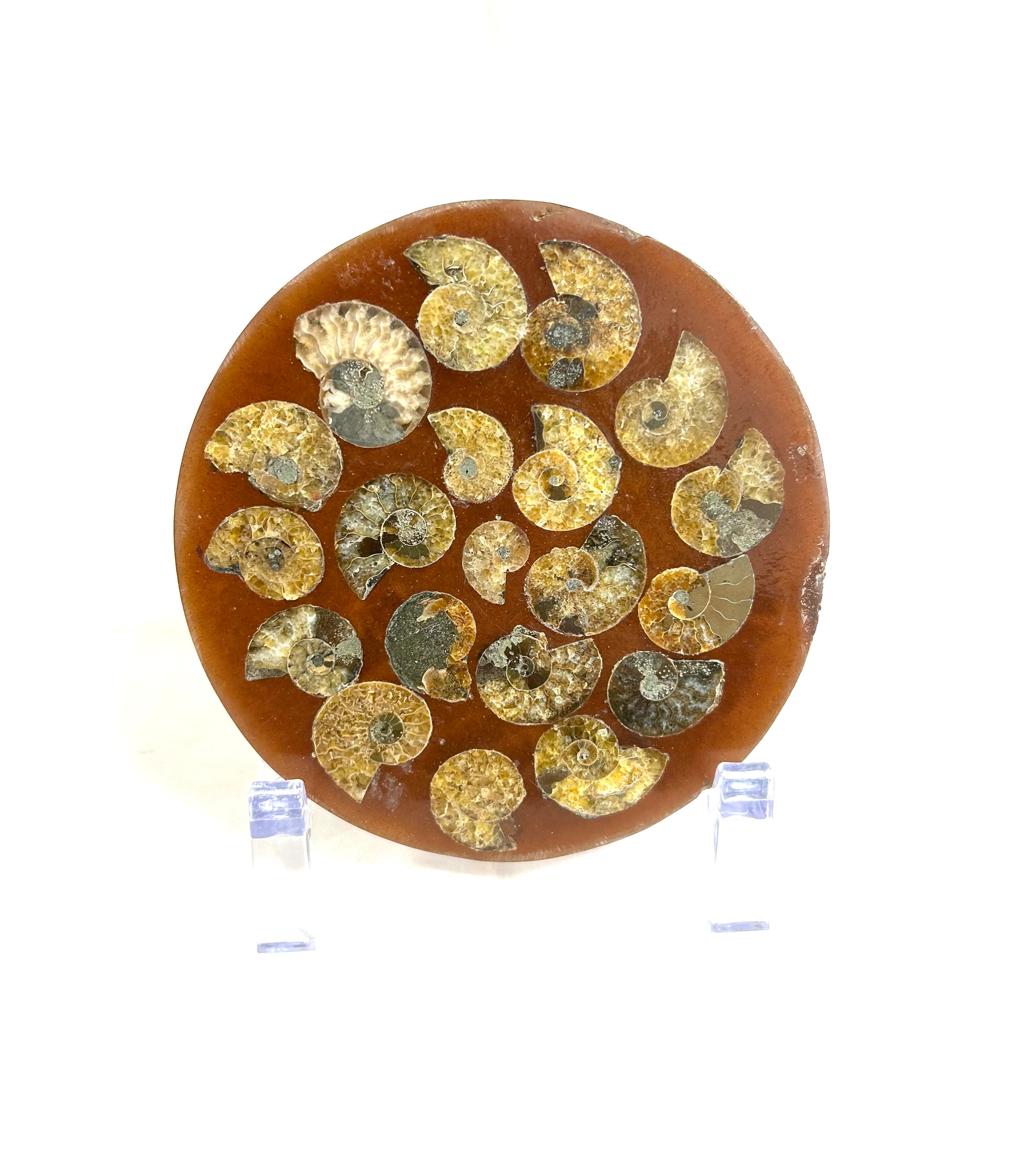 Ammonite Plate